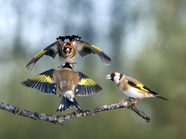 A goldfinch appears to referee a bout between two others in a garden in Lytham St Annes, Lancashire on April 17, 2023. (Photo by Ivor Ottley/Animal News Agency)