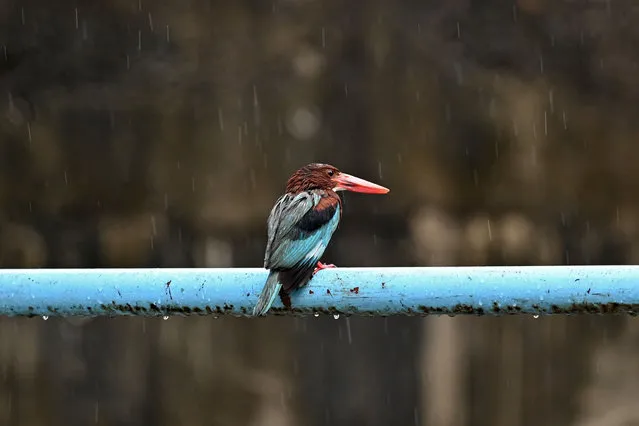 A Kingfisher sits on a pipe along a street during a rain shower in Chennai, India on May 1, 2023. (Photo by R. Satish Babu/AFP Photo)