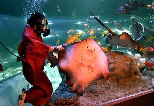 A female diver wearing a kimono feeds a ray during a new year feeding show at the Shinagawa aquarium in Tokyo on January 8, 2013. Visitors can watch the show until January 12. (Photo by Yoshikazu Tsuno/AFP Photo)