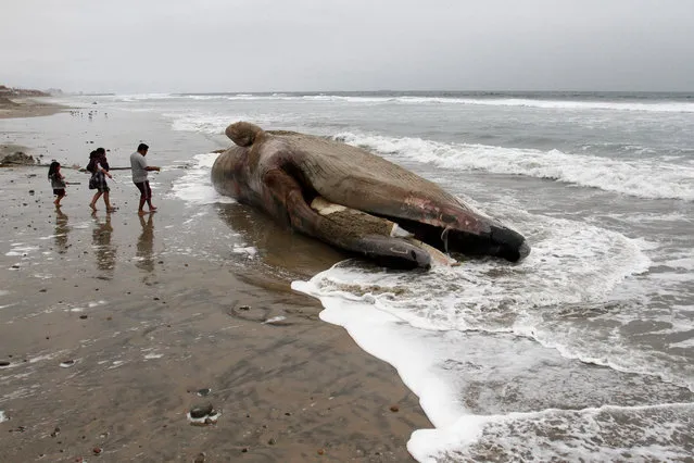 People walk toward the carcass of a gray whale washed up ashore at a beach in RosarIto, Baja California state, Mexico May 21, 2018. (Photo by Jorge Duenes/Reuters)