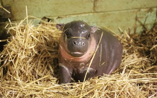 Undated handout photo issued by Whipsnade Zoo of a baby pygmy hippo who was born at the zoo on Boxing Day, January 15, 2015. PThe Zoo's keepers say they are especially proud of the baby's mum, 28-year-old Flora, who has been battling cancer. (Photo by Whipsnade Zoo/PA Wire)