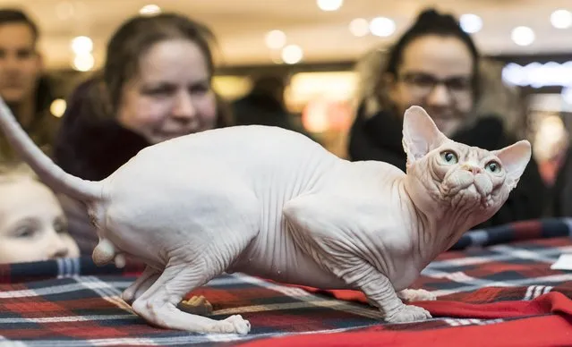 A Sphynx cat awaits judging during an international cat show in Vilnius, Lithuania, Saturday, November 5, 2016. (Photo by Mindaugas Kulbis/AP Photo)