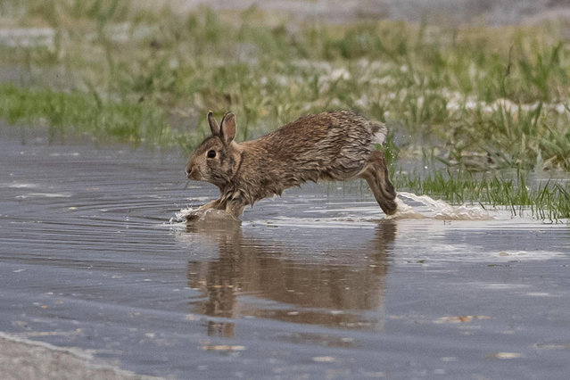 A rabbit emerges from a flooded field in Abbotsford, British Columbia, on Thursday, December 11, 2025. (Photo by Ethan Cairns/The Canadian Press via AP Photo)
