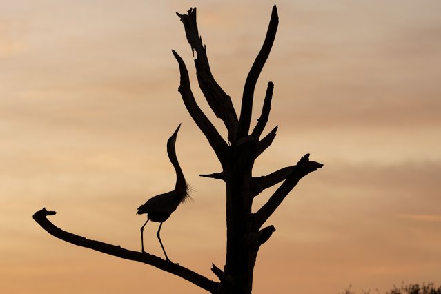A great blue heron is silhouetted against the sunset over the Green Cay Wetlands in Boynton Beach, Florida, on December 10, 2025. (Photo by Ronen Tivony/NurPhoto/Rex Features/Shutterstock)