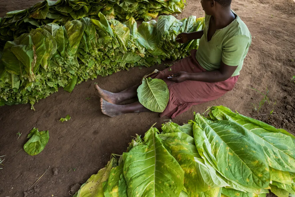 Tobacco Farm in Malawi