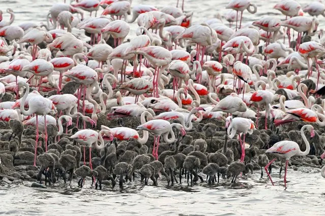 Flamingos and baby flamingos are seen together in Izmir, Turkiye on June 11, 2023. The artificial hatching island in the Gediz Delta, also known as the “Izmir Bird Sanctuary”, is bustling with baby flamingos. The Gediz Delta, a UNESCO World Natural Heritage candidate, is home to hundreds of species, including endangered species, with its rich living resources. The region is home to many water birds every season. In the Gediz Delta thousands of flaminglets are born every year on the 6.5 acre artificial hatching island created in 2012 due to the erosion of the existing natural hatching island by wave erosion. (Photo by Mehmet Emin Menguarslan/Anadolu Agency via Getty Images)