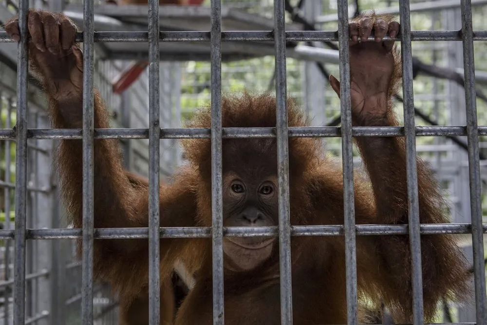 Indonesia's Orangutans Battle with Deforestation
