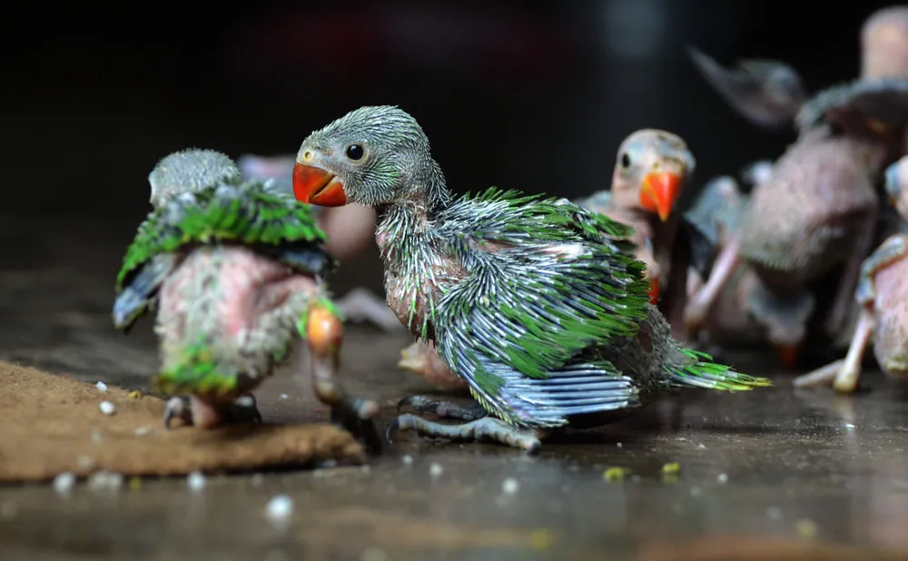 Hunting for Baby Parrots in India