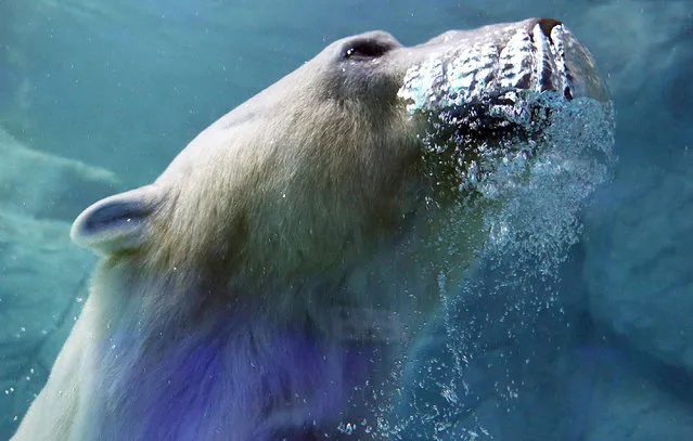 A polar bear, which arrived from Russia last December, is pictured at Sao Paulo Aquarium April 14, 2015. The polar bears will be presented to the public on Thursday, when a new area of the aquarium will be inaugurated. (Photo by Jose Patricio/Reuters)