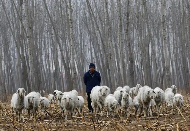A herdsman drives his sheep at a corn field at Dashiwo village, on the outskirts of Beijing January 26, 2015. (Photo by Kim Kyung-Hoon/Reuters)