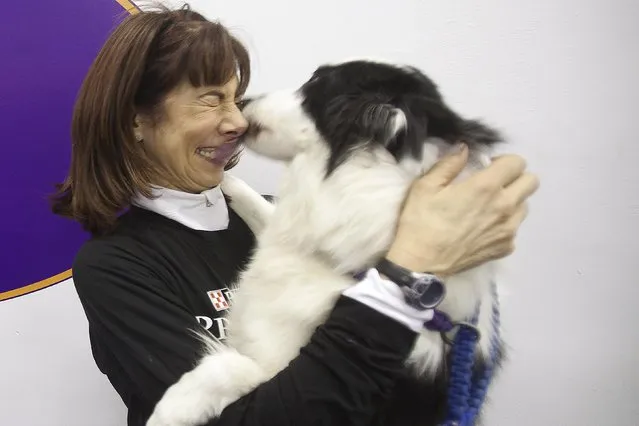 Mary Lou Hanlon has her face licked by Wizard, a Border Collie, following an agility event during the 139th Westminster Kennel Club Dog Show in the Manhattan borough of New York February 14, 2015. (Photo by Carlo Allegri/Reuters)