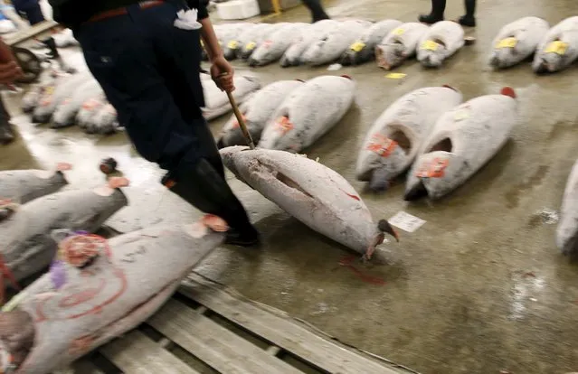 A wholesaler carries a frozen tuna after the New Year's auction at the Tsukiji fish market in Tokyo, Japan, January 5, 2016. (Photo by Toru Hanai/Reuters)