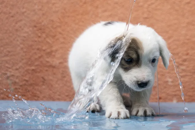 1,5 month old puppy named “Pamuk” is being washed by its owner for it to relief from extreme heat wave in Konya, Turkiye on August 14, 2023. (Photo by Mustafa Ciftci/Anadolu Agency via Getty Images)