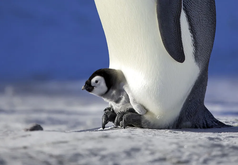 Penguins Huddling to Keep Chicks Warm in Antarctic Winds
