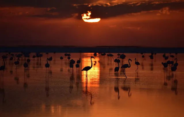 Flamingos are seen after thousands of flamingo chicks have emerged from their nests at Salt Lake, which is home to the biggest flamingo colony in Turkey and the Mediterranean basin, in Aksaray, Turkey on June 28, 2016. (Photo by Murat Oner Tas/Anadolu Agency/Getty Images)