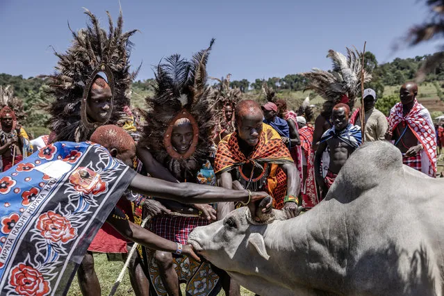 Young Maasai men wearing traditional clothes and a ceremonial headdress made of ostrich feathers hold the horns of a ceremonial bull during the Eunoto ceremony in a remote area near Kilgoris, Kenya on August 19, 2023. (Photo by Luis Tato/AFP Photo)
