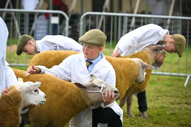 Young Handlers show off their sheep in the judging ring at Dorset County Show, on September 02, 2023 in Dorchester, England. The Dorset County Show's programme of events and attractions showcases excellence in local agriculture and rural life, including artisans, farmers and local producers. Organised by the Dorchester Agricultural Society (DAS) the show has been running for more than 180 years and attracts around 60,000 visitors. (Photo by Finnbarr Webster/Getty Images)