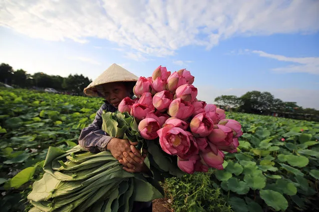 A woman collects lotus flowers at a lake in Hanoi, Vietnam, 20 June 2018. Lotus flowers, that bloom every June, are collected by Vietnamese people for their inner parts to be mixed with tea for fragrance. (Photo by Luong Thai Linh/EPA/EFE)