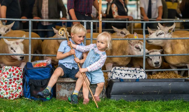 Young farmers Robin and Penny Dunlop play Springwood Park, in the Scottish Borders, during the annual Kelso Ram Sales in the first decade of September 2023. (Photo by Phil Wilkinson/The Times)