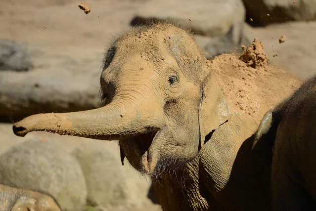 Melbourne Zoo's Asian Elephant's enjoy a new mud wallow in their enclosure to celebrate the 12 year anniversary of the Trail of the Elephants and also Thailand's National Elephant Day, in Melbourne, Australia, 13 March 2015. Thailand's National animal is the elephant. (Photo by Tracey Nearmy/EPA)