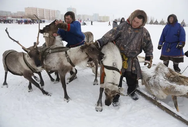 In this photo taken on Sunday, March 15, 2015, Nenets men prepare for reindeer races at the Reindeer Herder's Day holiday in the city of Nadym, in Yamal-Nenets Region, 2500 kilometers (about 1553 miles) northeast of Moscow, Russia. (Photo by Dmitry Lovetsky/AP Photo)