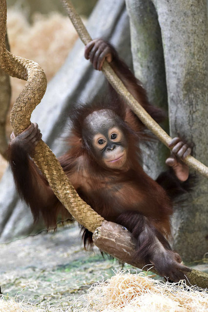 In this March 18, 2015 photo provided by the Chicago Zoological Society, Kecil, a 1-year-old orangutan, climbs inside Brookfield Zoo's Tropic World in Brookfield, Ill. (Photo by Jim Schulz/AP Photo/Chicago Zoological Society)