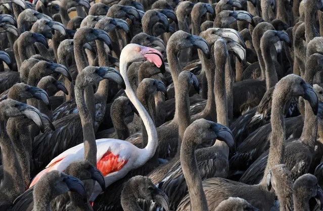 A pink flamingo stands among flamingos chicks in a pen in Aigues-Mortes, near Montpellier, southern France, on August 3, 2021, during the annual tagging and controling operation to monitor the evolution of the species. (Photo by Pascal Guyot/AFP Photo)