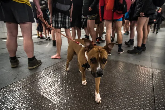 Young people wearing no pants participate in the “No Pants Subway Ride” in Prague, Czech Republic, 13 January 2019. (Photo by Martin Divisek/EPA/EFE)