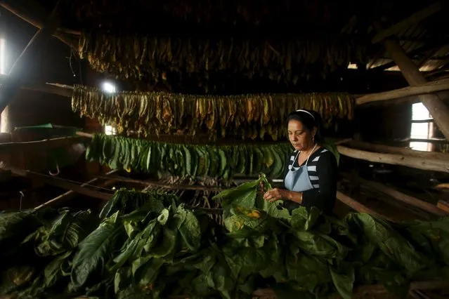 Farmer Maria Rivera, 47, prepares tobacco leaves for drying at a curing barn in Cuba's western province of Pinar del Rio, January 26, 2016. (Photo by Alexandre Meneghini/Reuters)