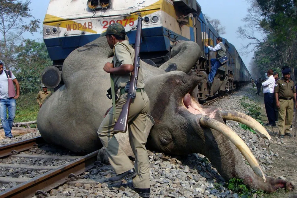 Agence France-Presse Pictures of the Year 2013, Part 2