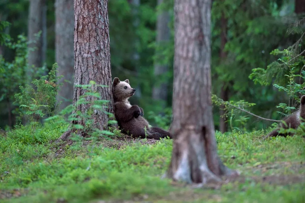 2013: Year in Review by National Geographic. Part 2/3