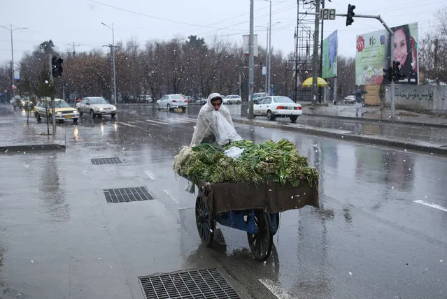 An Afghan vegetable vendor pushes his cart during a snow storm in Kabul, Afghanistan, Tuesday, February 24, 2015. (Photo by Massoud Hossaini/AP Photo)
