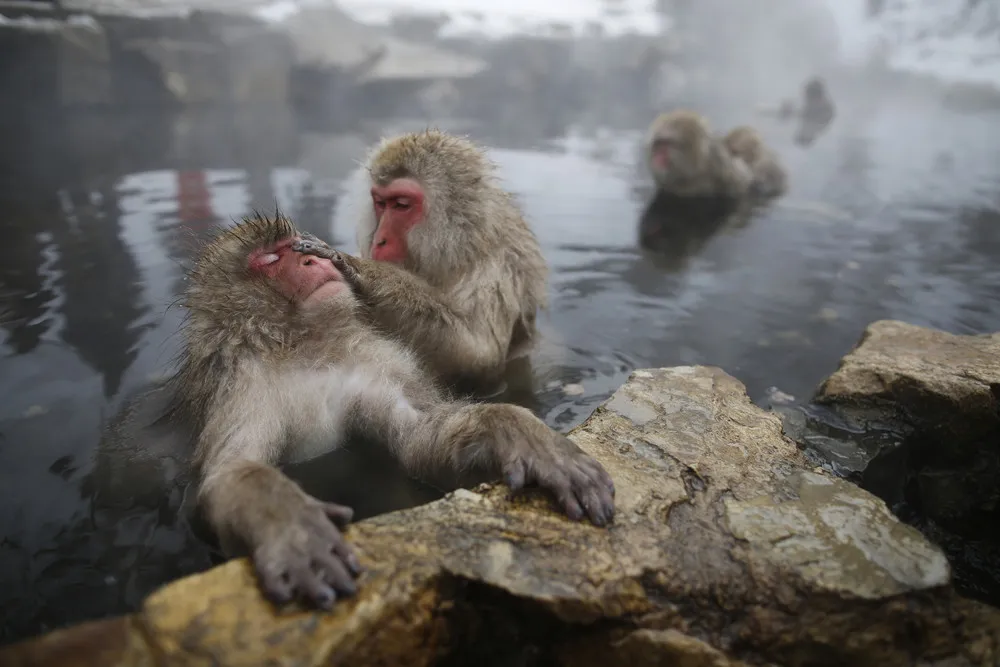 Monkeys in a Hot Spring