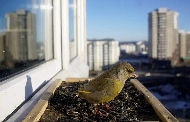 A greenfinch feeds at a feeder attached at a apartment's window in Minsk, Belarus February 22, 2019. (Photo by Vasily Fedosenko/Reuters)
