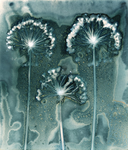 First place, Abstract Views. “This image of three allium heads was created using a technique known as wet cyanotype. Two chemicals, ferric ammonium citrate and potassium ferricyanide, are mixed together to create a photosensitive solution which is painted on to the surface of watercolour paper and left to dry. This process needs to be conducted away from UV light, and once dry the paper must be kept in a light-proof bag until it is used”. (Photo by Jill Welham/The Guardian)