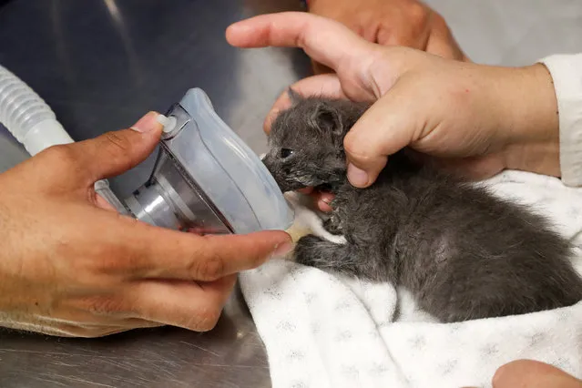 A cat rescued from a wildfire receives treatment for burns at a wildlife rehabilitation center of University of the Americas, as wildfires continue in Vina del Mar, Chile, on February 4, 2024. (Photo by Rodrigo Garrido/Reuters)