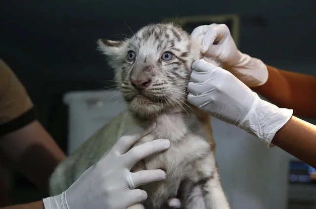 Veterinarians check a white Bengal tiger cub born in captivity during a press presentation at Huachipa's private zoo in Lima, Peru, March 16, 2016. (Photo by Mariana Bazo/Reuters)