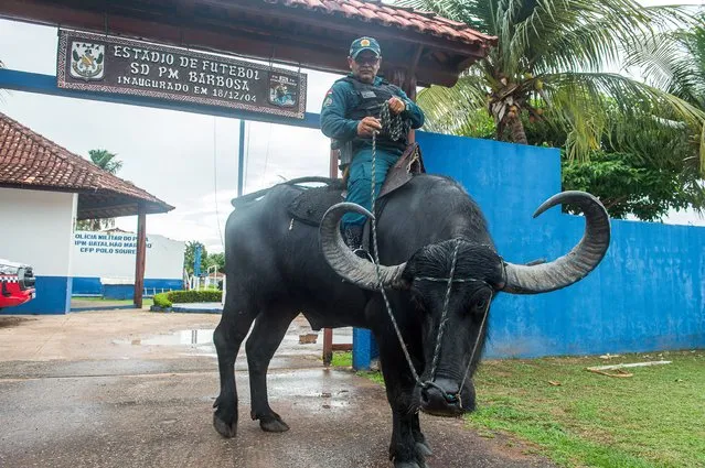 Second Sergeant Ronaldo Sousa of the 8th Military Police Battalion of the State of Para gives a brief demonstration of patrolling after preparing the buffalo Minotauro for in the city of Soure, Marajo Island, Brazil on January 27, 2024. For many years, police in the city of Soure on the Brazilian island of Marajo have been using buffaloes to patrol the island, especially in remote areas that cannot be reached by other means of transportation. The 8th Buffalo Battalion, which has been active since 1992, is especially active in wetlands and areas where other vehicles cannot enter. Buffaloes have become a symbol of the island of Marajo. (Photo by Anderson Barbosa/Anadolu via Getty Images)