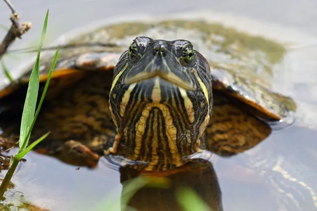 A terrapin peers out of the water in a pond at Marina Bay East Park in Singapore on February 16, 2024. (Photo by Roslan Rahman/AFP Photo)