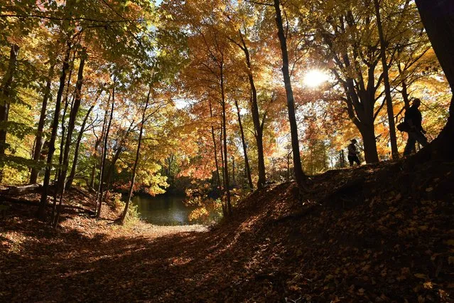 Hikers make their way through a canopy of fall color, Saturday, November 6, 2021, at Chikaming Township Park and Preserve in Three Oaks, Mich. (Photo by Don Campbell/The Herald-Palladium via AP Photo)