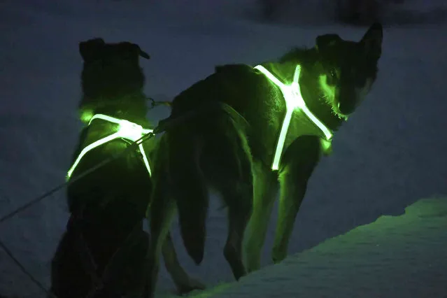 Lead dogs Magic, left, and his brother Geronimo, right, are illuminated during a run at dusk on the Beach Lake trails in Chugiak, Alaska, January 23, 2024. Alaska’s wild spaces are getting more crowded and dangerous for Alaska’s four-legged athletes training for the Iditarod, an annual sled dog race that celebrates the official state sport. (Photo by Bill Roth/Anchorage Daily News via AP Photo)