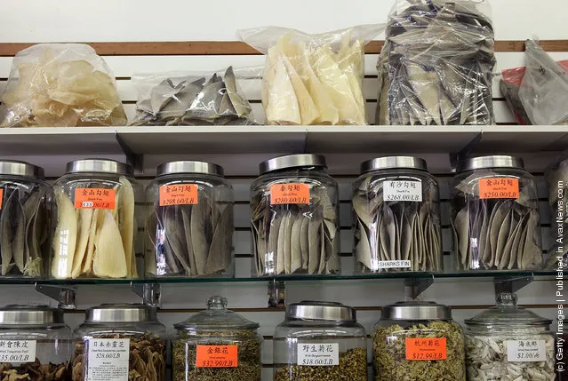 Glass containers filled with shark fins