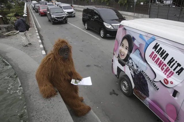 In this Friday, March 1, 2019, an activist in an orangutan suit stands on a roadside during a protest against the construction of a Chinese-backed dam that they claimed will rip through the habitat of the most critically endangered orangutan species in Medan, North Sumatra, Indonesia. A state administrative court in North Sumatra's capital, Medan, ruled that the construction can continue despite critics of the 510-megawatt hydro dam providing evidence that its environmental impact assessment was deeply flawed. (Photo by Binsar Bakkara/AP Photo)