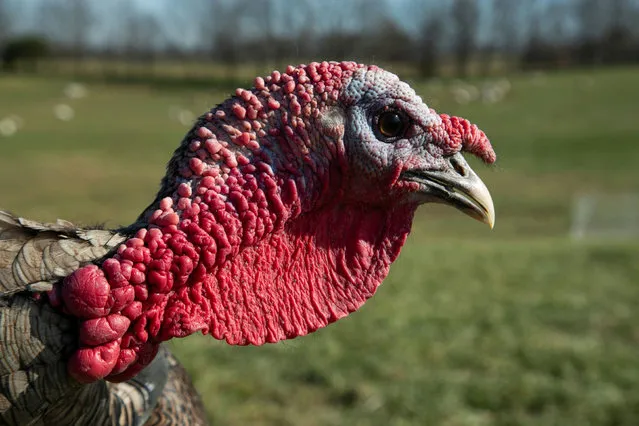 A heritage turkey shows his red flappy wattle at Elmwood Stock Farm ahead of the Thanksgiving holiday in Georgetown, Kentucky, U.S. November 16, 2021. (Photo by Amira Karaoud/Reuters)