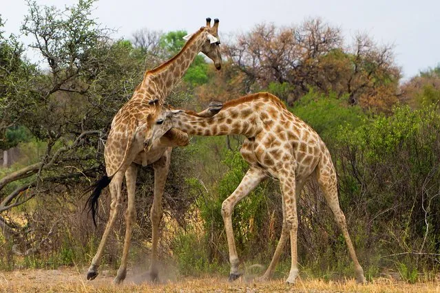 A giraffe lands a karate kick on a rival on the plains of Botswana. (Photo by Thomas Retterath/Caters News)