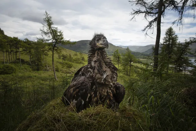 A young white-tailed eagle sits on the ground to be ringed and measured at a remote nest site on the Isle of Mull on June 29, 2015 in Scotland. When possible birds are ringed in the nest to minimize disruption, but when that is infeasible they are lowered to the ground so they can be safely handled. The tagging effort is part of an ongoing survey by the Royal Society for the Protection of Birds (RSPB), a British conservation charity, and aims to record the population of breeding pairs of white-tailed eagles across Scotland. There are currently around 22 breeding pairs of white-tailed eagles on the Isle of Mull, with the first successful breeding pair occurring in 1985. The eagles are the largest in the UK and the fourth-largest in the world, with up to an eight-foot wingspan, and are more closely related to Old World vultures than their island neighbors, Golden Eagles. They were hunted to extinction in the UK in the early 19th century, with the last bird been shot in the Hebrides in 1918. Scotland is home to around 130 breeding pairs, whose presence supports a tourist economy of around £5m GBP in the Isle of Mull and £2.4m GBP for the Isle of Skye, farther up Scotlands Western Coast. The close monitoring of this apex predator is part of a re-introduction programme run by the Roy Dennis Wildlife Foundation in partnership with the UK Forestry England. The rewilding scheme hopes to release around 60 birds on the Isle of Wight in the summer. The project has courted controversy from some members of National Farmers Union (NFU) who worry that the birds may take lambs, but the programme's proponents argue that any impact on livestock is likely to be minimal due to the abundance of other food sources. (Photo by Dan Kitwood/Getty Images)