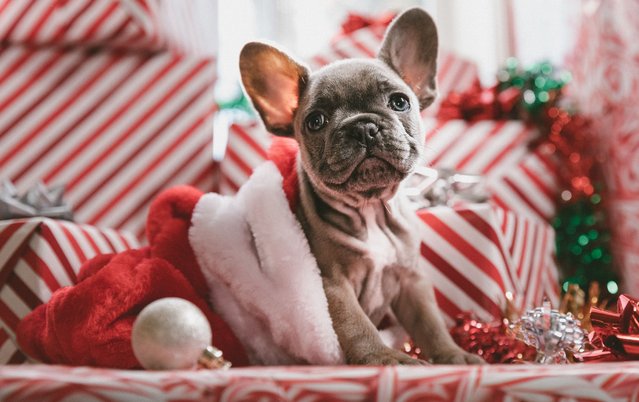 A close up of a dog wearing a santa hat, french bulldog, holding gift, festive atmosphere. (Photo by Emma Andijewska/Rex Features/Shutterstock)