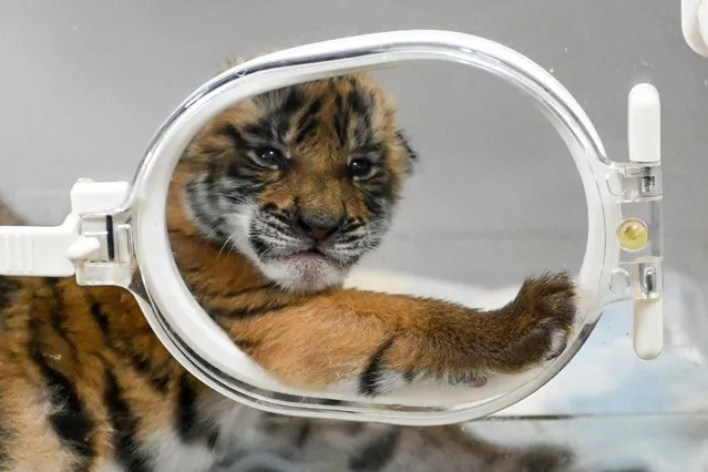 A South China tiger cub is seen in an incubator at a nature reserve on January 12, 2022 in Shaoguan, Guangdong Province of China. The twin cubs were born to mother Meng Meng, a female South China Tiger in a Breeding Research Center in Shaoguan, at 23:02 and 23:26 respectively on December 31, 2021. (Photo by Chen Jimin/China News Service via Getty Images)