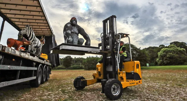 A silverback gorilla built with Lego bricks arrives at Knowsley safari park, Merseyside, England on July 17, 2019. It is one of 82 life-sized animals made from more than 1m bricks that will be on display, along with a Bengal tiger, an elephant and penguins. (Photo by Peter Byrne/PA Wire Press Association)