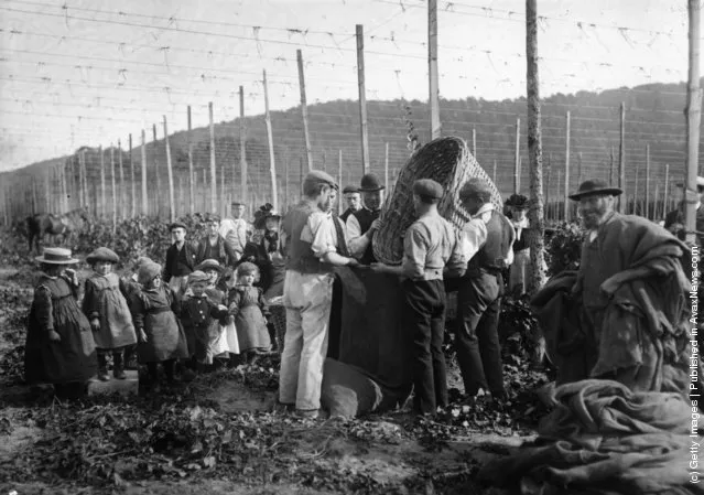 1900: A central group of hop-pickers emptying a large basket into a large container while being watched by a group of young children